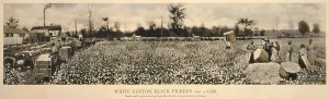 Images Dated 20th March 2008: African Americans working in a cotton field