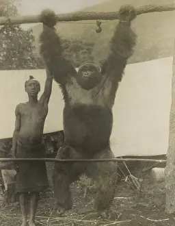 Hunters Prints: African man standing with gorilla hanging from its tied wrists was probably captured for zoo