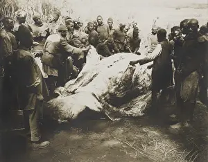 Shot Prints: African men skinning a Hippopotamus killed by Theodore Roosevelt, July-Dec. 1909
