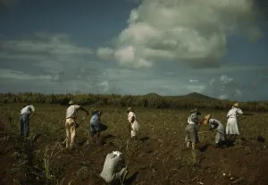 Farming Prints: Afro-Caribbeans cultivating sugar cane on the Virgin Islands Company plantation on St