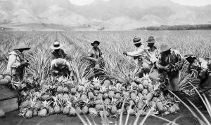 Fruits Prints: Agricultural workers possibly Japanese-Americans harvesting pineapples on a plantation in Hawaii ca