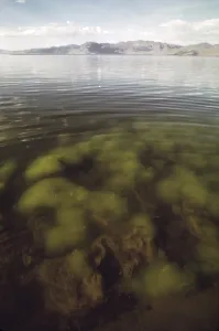 Environment Prints: Algae growth in one of the shallow bays of Pyramid Lake in Nevada