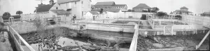 Reptile Prints: Alligator Farm, South Beach, Florida, photograph by W. J. Harris, 1910