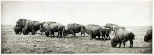 November Prints: American bison herd, callotype, 1906