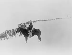 Domestic Animals Prints: American cowboy on horseback watches a long line of cattle plodding through snow