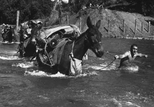 Burma Prints: American soldiers lead pack mules through a swift river enroute to Bhamo, Burma