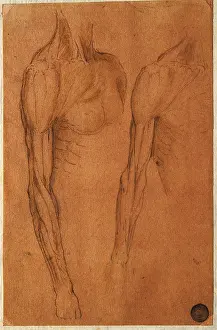 Torso Prints: Anatomical drawing, by copy from Leonardo da Vinci