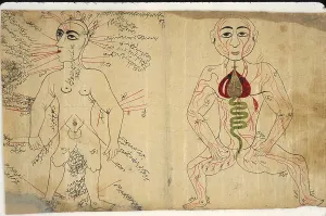 Iranian Prints: Two anatomical drawings from a Persian-language medical encyclopedia