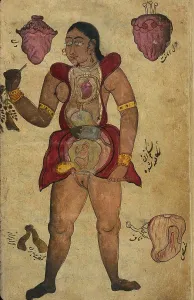 Medical Prints: Anatomical illustration of a pregnant female figure with her abdomen and chest opened to reveal the internal organs