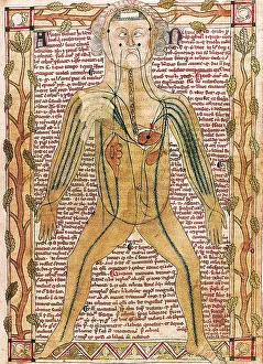 Anatomy Prints: Ashmole manuscript 399 (1292). 'Treatise on the human body'