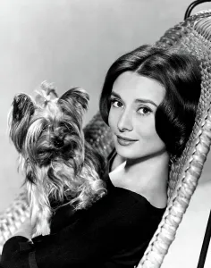 Wicker Chair Prints: Audrey Hepburn in a publicity still taken around time of THE NUN'S STORY, 1959
