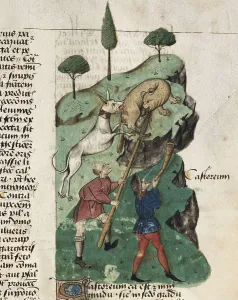 Dioscorides Prints: The beaver hunting. Illustration of 'Tractatus de herbis'