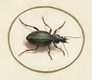 Brush Prints: Beetle, by Jan Augustin van der Goes