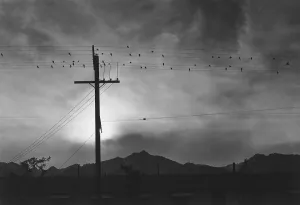 Freedom Prints: Birds on wire, Evening, Manzanar Relocation Center, 1943 photograph by Ansel Adams