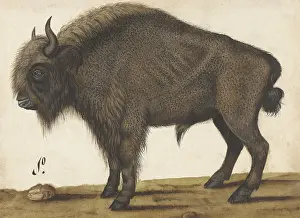 Brush Prints: Bison, by an Anonymous artist, copied from Albrecht Durer