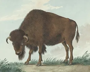 Brush Prints: Bison, by Isaac van Haastert, 1808, Dutch watercolor painting. (BSLOC_2016_1_281)