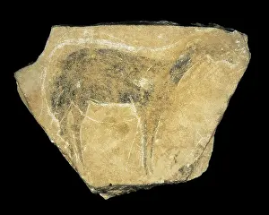 Prehistoric Prints: Black hind. Upper Paleolithic. Solutrean
