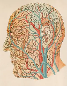 Nose Prints: Blood vessels of the head from a German anatomy text of ca. 1900