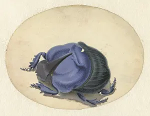 Brush Prints: Blue Beetle, by Jan Augustin van der Goes