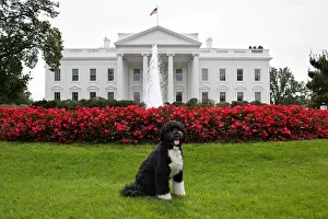 Lcgr1506 Prints: Bo, the Obama family dog, on the North Lawn of the White House