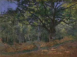 Close View Prints: The Bodmer Oak, Fontainebleau Forest