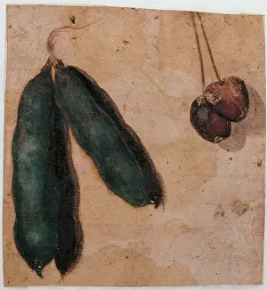 Naturalism Prints: Botanical Drawings: two Pea Pods and two Cherries
