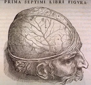 Belgium Prints: Brain Plate, showing the duramater