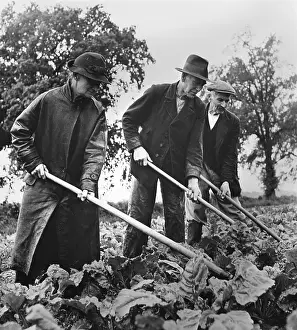 Farming Prints: British elders put in a full day at farm work to supply their country with needed food