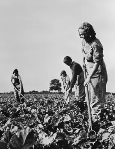 Farming Prints: British women working on the sugar beet crops that