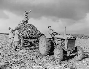Farming Prints: British Women's Land Army (WLA) harvesting beets during World War 2