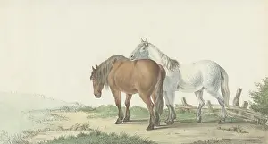 Road Prints: A Brown and White Horse on a Road Next to a Fence