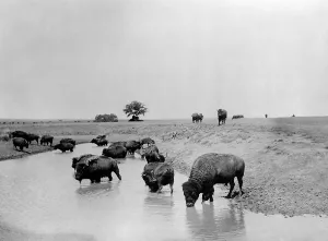 November Prints: Buffalo at water. A herd of bison at a lake in Yellowstone National Park. c1905