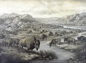 November Prints: Buffaloes at rest. Lithograph ca. 1911