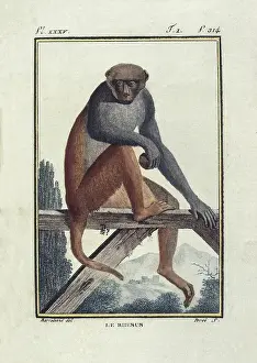 Monkey Prints: BUFFON, Georges-Louis Leclerc, count de (1707-1788)