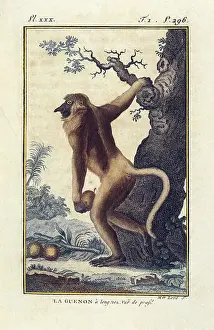 Monkey Prints: BUFFON, Georges-Louis Leclerc, count de (1707-1788)