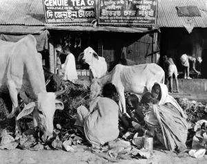 Famine Prints: Calcutta scene at the peak of India's famine in late October 1943