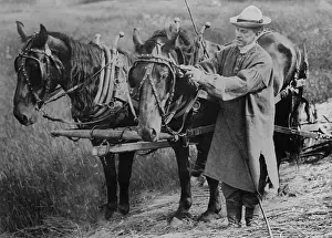 Calvin Prints: Calvin Coolidge adjusting a horse's harness on his father's farm in Plymouth