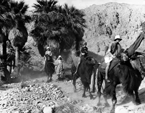 Palm Trees Prints: Camel riders in California. The camels were introduced to the planned desert development of Biskra