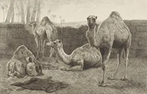 Orientalism Prints: Camels, by August Le Gras, 1886, print, etching on paper