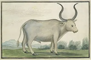 Great Britain Prints: Cape Ox, by Robert Jacob Gordon