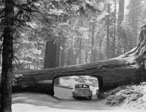 Tourists Prints: Car driving through passage way in a fallen tree in Sequoia National Park September 1957