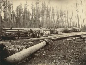 Environment Prints: In the Cascade Mountains near Seattle