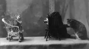 Modeling Prints: A cat photographing a cat, original title: In The Rogue's Gallery, 1898