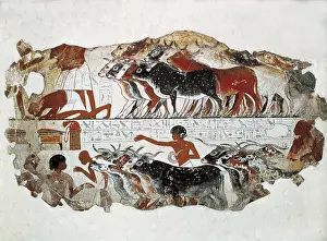 Al Uqsor Prints: Cattle brought for inspection. ca