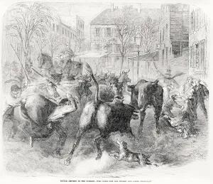Images Dated 3rd November 2008: Cattle driving in the streets, text reads: Who cares for old women and small children