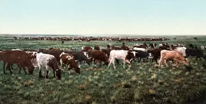 Colorado Prints: Cattle round up, bunching the herd, Colorado, photochrom, 1898