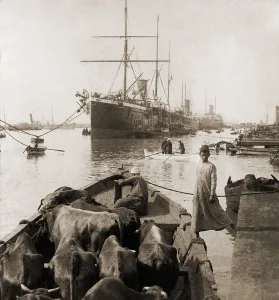 Harbors Prints: Cattle in a small boat destined to provide beef for the ocean liners anchored in the Suez Canal Port Said
