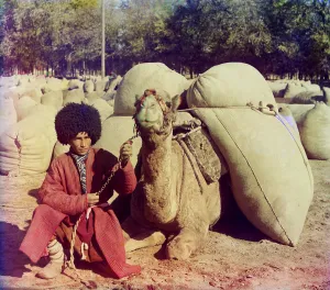 Bags Prints: Central Asian camel driver poses with a camel loaded with packs ca