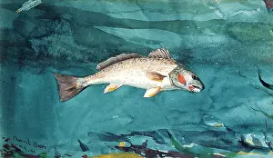 Drawing Prints: CHANNEL BASS, by Winslow Homer