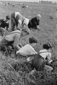 Arthur Rothstein Photo Prints: Child labor during the Great Depression